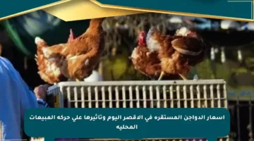 أسعار الدواجن المستقرة في الأقصر اليوم وتأثيرها على حركة المبيعات المحلية